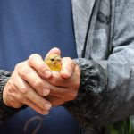 Zoo Aquarium de Valencia libera 17 aves rescatadas del tráfico ilegal