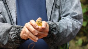 Zoo Aquarium de Valencia libera 17 aves rescatadas del tráfico ilegal