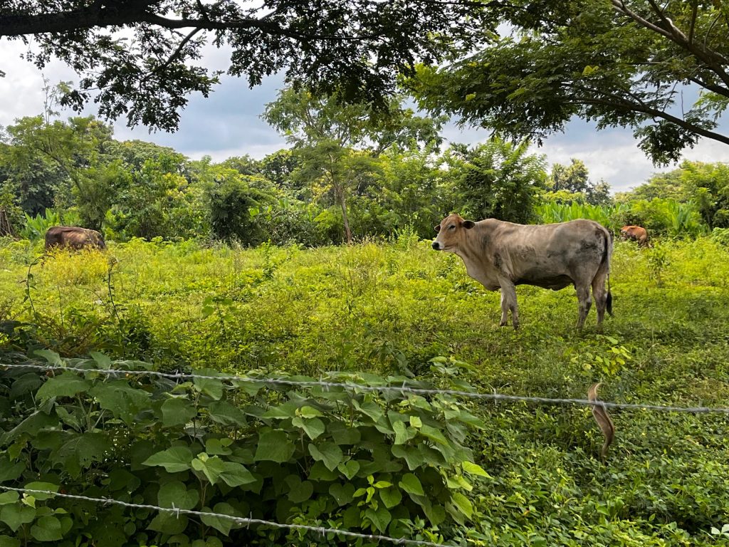 Productores agropecuarios solicitan reconstrucción de puente sobre caño La Yuca 