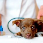 El cuidado de mascotas gana espacio en Venezuela y avanza hacia la especialización